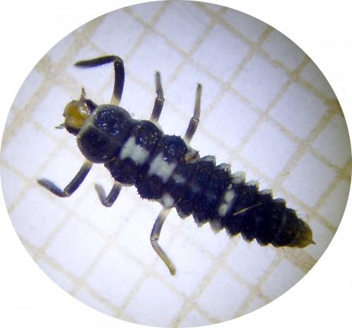 Propylea quatuordecimpunctata
